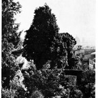Querce albero